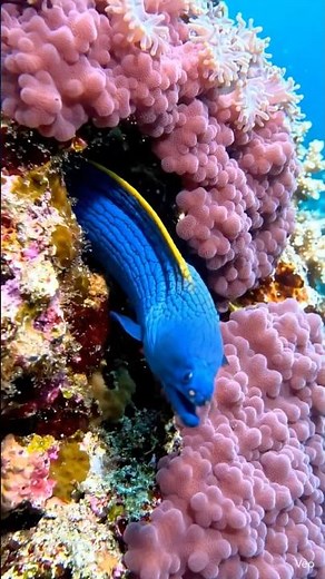 Blue ribbon eel