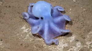 Rare Species Caught on Camera at Newly Found 'Underwater Mountain'