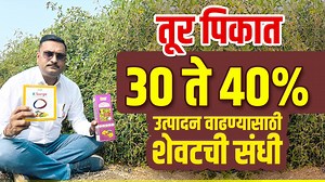 तुर पिकात 30 ते 40% उत्पादन वाढण्यासाठी शेवटची संधी | Patil Biotech