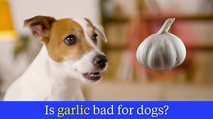 🥩 Do you know the healthiest meat for dogs? Chances are its not in your dog's food! Which means your dog may be missing out on amazing benefits, like strong muscles, shiny coats, healthy teeth & gums, and a supported immune system. But helping make sure your dog is getting all the vitamins they need can be EASY! Try Nutra Complete now! 🐕 | Ultimate Pet Nutrition