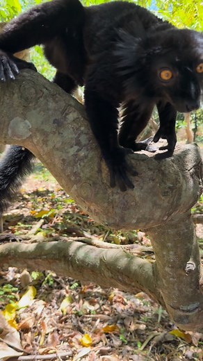 Lemur feeding. —- #lisaventure #destination #adventure #globalguide #luxury #luxurytravel #africa #explore #lisafeytravels #madagascar # | Lisa Langley Fey