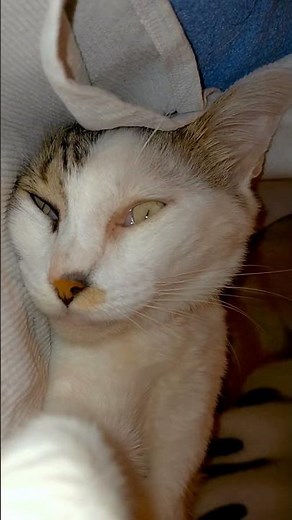 How Cats Communicate with Aliens