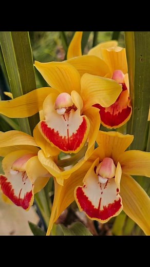 Orchids at the Santa Barbara International Orchid Show March 8, 2025 | Marco Jim Booman