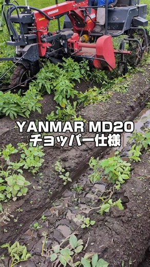 【イモ】チョッパーで茎の処理！イモ掘りの準備開始！ #farming #北海道農業 #shorts #馬鈴薯茎葉処理#ヤンマーMD20