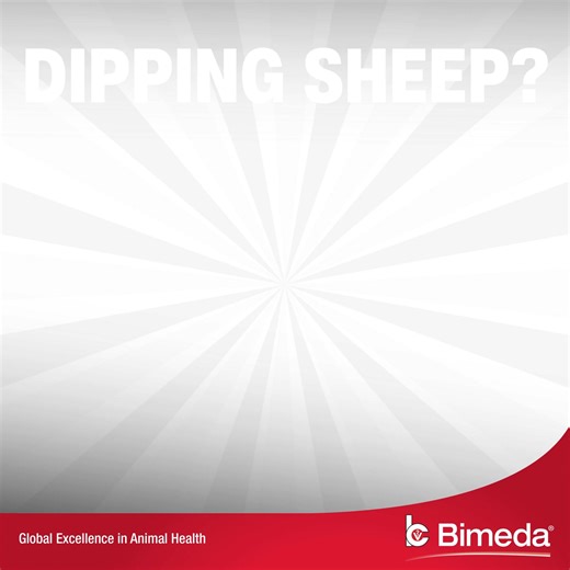 Did you know? Sheep dip can only be used to plunge dip sheep. Using sprayers or jetters is illegal, ineffective and harmful to human health and the environment. For more information, check the industry Code of Practice. https://www.naac.co.uk/wp-content/uploads/2024/12/12-10-24-2024-Sheep-Dip-Code-of-Practice-V4.pdf https://www.naac.co.uk/wp-content/uploads/2025/05/New-Welsh-ND4504-Sheep-Dip-Code-of-Practice_2025.pdf #Agriculture #Farming #SheepFarming Bimedia | National Association of Agricultu