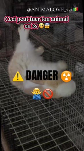 ⚠️ DANGER ÉLECTRICITÉ & ANIMAUX ⚡🐾 Chaque année, des chiens, chats et même lapins se blessent gravement à cause des prises de courant et des fils électriques à la maison. Un câble mâchouillé peut provoquer : ❌ Brûlures internes ❌ Électrocution ❌ Incendie ❌ Mort subite Nos animaux sont curieux… surtout les chiots et les lapereaux 🐶🐰 👉 Sécurise tes installations 👉 Cache les fils électriques 👉 Utilise des protège-prises 👉 Surveille les jeunes animaux La prévention peut sauver une vie. Chez A