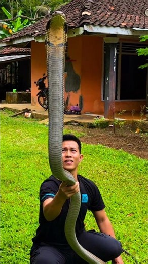 Catching a King Cobra is very difficult. #shorts #snake #kingcobra