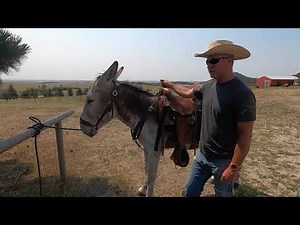 Donkey Saddle Traing Part 1