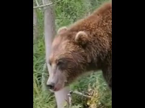 30 Minutes of Bear Attack Horror