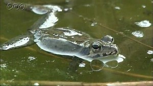 田んぼの生き物 | NHK for School