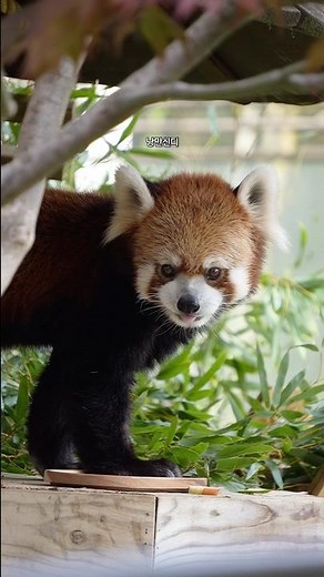 #레서판다 레시 쪼꼬만 입으로 밥 먹는 귀여운 모습
