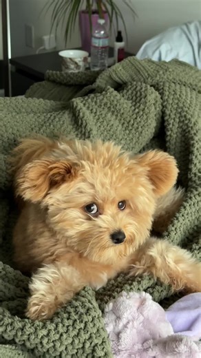 Understanding Pomeranian Puppies: Care and Breeding Tips