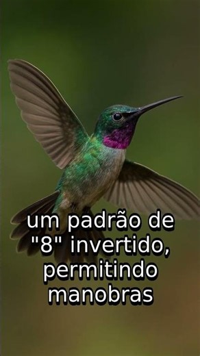 THE REVERSE FLIGHT: Scissor-Tailed Hummingbird, Nature's GENIUS!