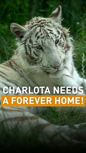 Charlota ⚪🐅was born in spring 2022 most likely in the Czech Republic 🇨🇿. The young white tigress has a special appearance and it's hard to not think she is cute. But Charlota already paid a high price because of her looks. Bred for commercial trade to gain as much profit as possible out of her, she was separated too early from her mother and was bought and kept as a pet illegally. White tigers such as Charlota are exceptionally rare in the wild and are reproduced in captivity due to their dis