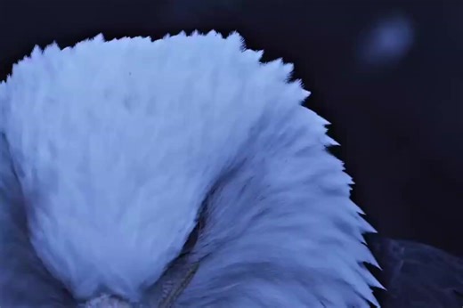 الجزء18| واحس يتكسر جناحي 💔😔. التفاعل نازل بس يلا عادي نستمر 🫰🏻✨ باسم الكربلائي . . .#باسم_الكربلائي # #اللهم_صل_على_محمد_وآل_محمد #