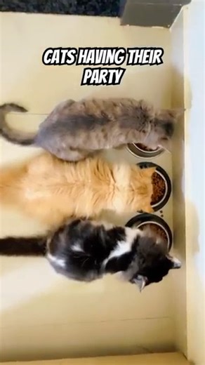 Cats having their party #youtubeshorts #love #trending