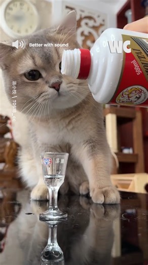This Cat Can’t Wait for a Sip 🍸🐱 | Watercooler
