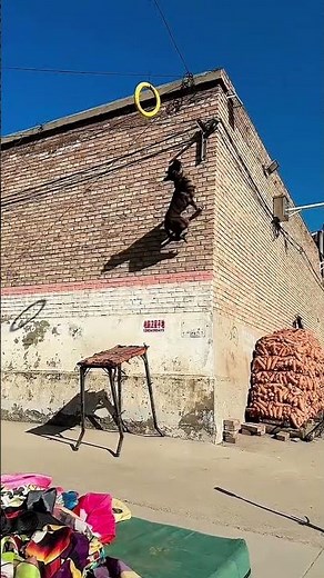 Super Dog Climbs Walls Like a Real-Life Hero! 🐕🔥