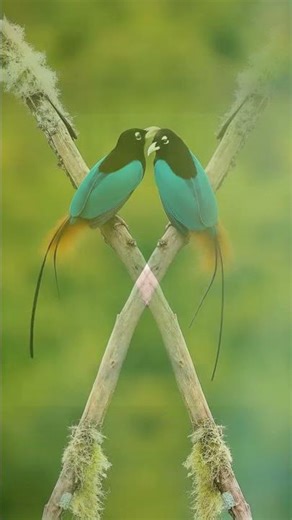 Blue Bird-of-Paradise Sound 4K | Rare Call Caught on Camera | Paradisornis rudolphi Short #birdsound