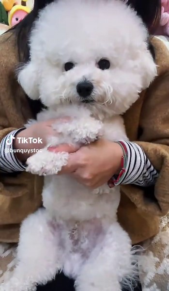 Cute Poodle Moments That Will Melt Your Heart