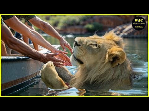 50 Animals That Asked People for Help & Kindness Caught On Camera #114