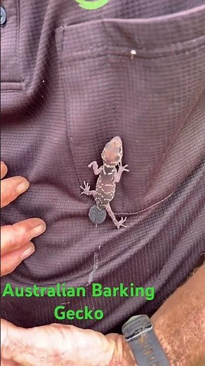 Australian Barking Gecko
