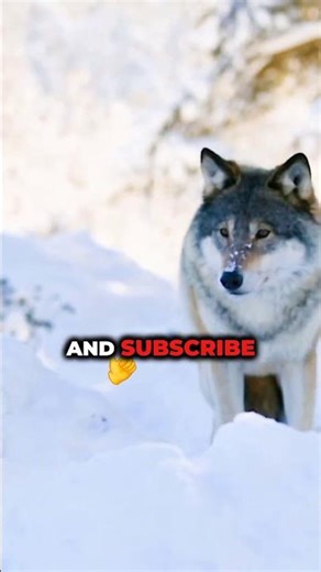 Wolves Don’t Howl at the Moon—Here’s Why They Really Do It