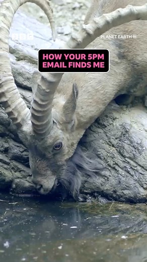 It really gets my goat... 🐐 #PlanetEarth3 #IbexGoats #WildlifeDocumentary #iPlayer | BBC