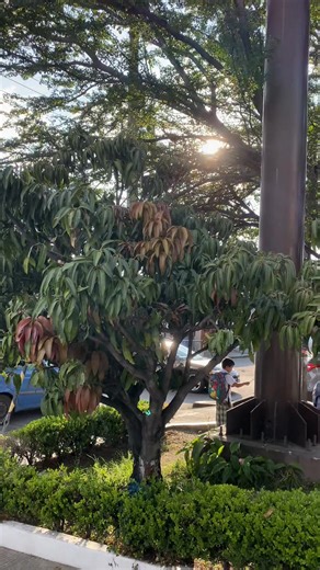 🔥Gánate ese tatuaje💯🐗🔥 úbica la colonia encuentra el jabali y gana ‼️ | Zilmar Sanchez Cerr