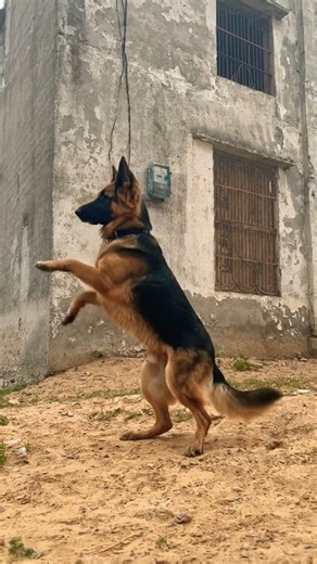 Ruby Dance video got viral 😁| youtube Ai , youtube ai photo to video #dance #dogvideo #gsd #tranding