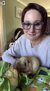32K views · 1.9K reactions | What can you TRY to feed your guinea pigs? Cauliflower | Masons' Cavies | Facebook