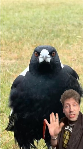 The Magpie is a PROBLEM