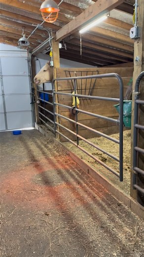 North Winds Rescue and Healing on Instagram: "Sarge says it’s hard being a pampered, spoiled pony. 💜 Help us rescue, rehabilitate, retrain, and rehome! 💜 Donate online: www.northwindsequine.org 💜 via Venmo: @NorthWindsEquine (business profile)💜 via PayPal: paypal.me/northwindsequine 💜 via Check: 3857 W Jargo Road, Deerfield, WI 53531 💜 or send us something from our Amazon Wishlist: https://www.amazon.com/hz/wishlist/ls/5T36DJI7FOP7?ref_=list_d_wl_lfu_nav_9 💜 North Winds Rescue is a 501(c)