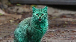 Meet the green cat that has the web buzzing