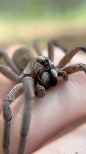 A bark worse than a bite? People ask me all the time why I don’t have a fear of spiders, and it’s quite simple: I don’t feel in constant danger around them! Most people who are afraid of spiders think that, at any moment, the spider will try and bite them. The truth is, most spiders are incredibly hesitant to bite; some even requiring some serious convincing to even force a bite. Most spiders are quick to flee at the first sign of danger, rather than face a risk head on. Additionally the primary