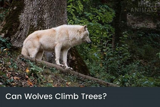 Can Wolves Climb Trees & Do They Ever Do So?