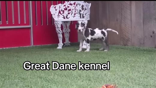 This puppy is up and ready to go home. Message me if you’re interested in adoption #puppies #puppiesoftiktok #dogsoftiktok #greatdane #adoption