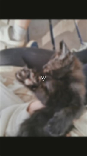 WE'LL GET YOU SOON, VOID! #cute#cat#adoption#kittie#kitte