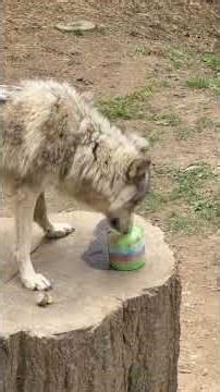 Wolves celebrate with a big birthday bash at Memphis Zoo
