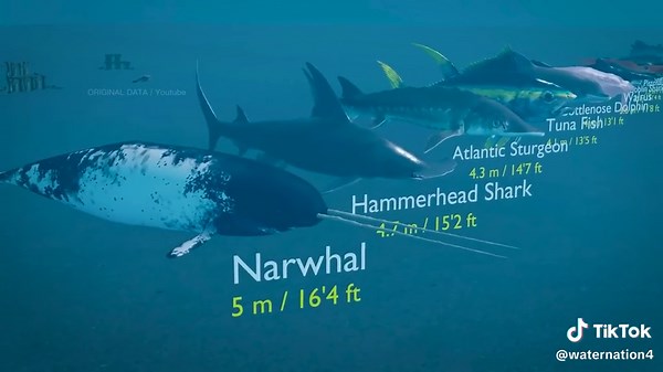 Sea Monsters vs. Fish: A 3D Size Comparison in Animation