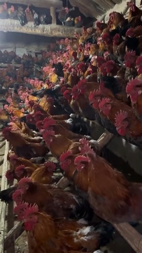 9.8K views · 289 reactions | Behind the facade of idyllic farm scenes lies a reality we often overlook.  These hens are packed into sheds, deprived of space and their natural behaviors. Let’s shed light on the reality of farming animals, and advocate for better treatment for all. #AnimalRights #Freedom #Truth #Vegan | Generation Vegan | Facebook