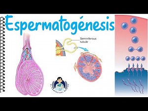 Easy and Educational Spermatogenesis - Biology - Week 10