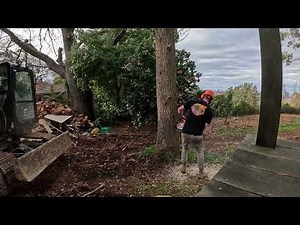 Backyard Logging! Felling Logs for the mill