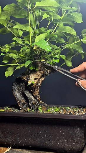 selection branches and wiring🌳 | art'bonsai101
