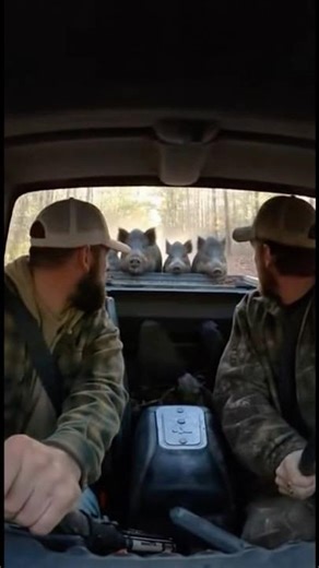 Boars Charge Toward the Hunter’s Truck — Terrifying Forest Moment