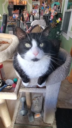 The My Buddy Song. #cats #tuxedocat