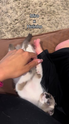 O gato do meu gato e os caranguejos na praia | TikTok