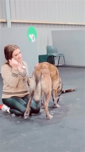 Dogs don’t just hear our words. Their brains process human speech in a split-hemisphere pattern just like ours. Research using fMRI shows dogs use the left hemisphere for word meaning and the right for tone and emotion (Andics et al., 2016). They analyse what we say and how we say it. They’re also experts in prosody. Dogs can distinguish emotional tone, stress, and rhythm in our voices, which is why they know the difference between “drop it” and “DROP IT.” Studies show they become confused when 