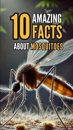 10 Amazing Facts About Mosquitoes!