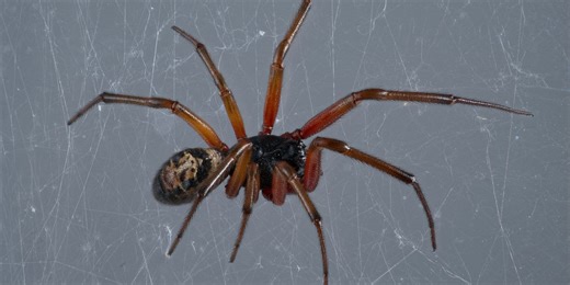False widow spider bites double in the UK: how to keep the creepy crawly far away from your home